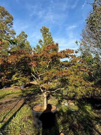Acer pal. 'Osakazuki' 200-250 cm cont. 130L meerstammig
