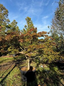Acer pal. 'Osakazuki' 200-250 cm cont. 130L meerstammig