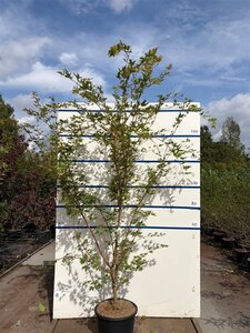 Acer pal. 'Sangokaku' 175-200 cm cont. 20L meerstammig