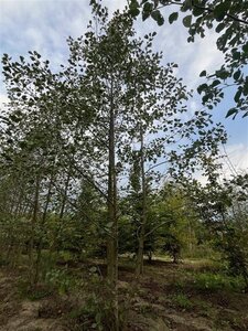 Alnus glutinosa 400-500 cm draadkluit meerstammig