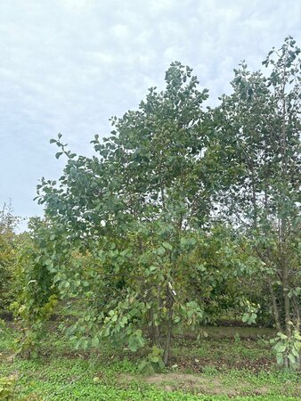Alnus glutinosa 500-600 cm draadkluit meerstammig - afbeelding 2