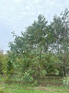 Alnus glutinosa 500-600 cm draadkluit meerstammig