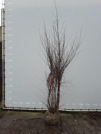 Betula nigra 250-300 cm draadkluit meerstammig