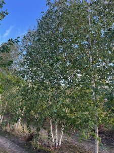 Betula pendula=verrucosa=alba 500-600 cm draadkluit meerstammig