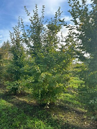 Carpinus betulus 400-450 cm draadkluit meerstammig - afbeelding 3