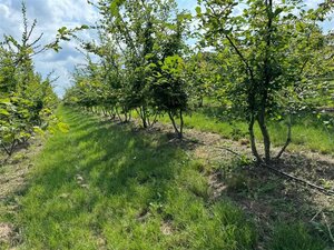 Carpinus betulus 400-450 cm draadkluit meerstammig
