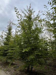 Carpinus betulus 400-500 cm draadkluit meerstammig