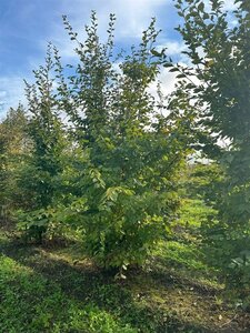 Carpinus betulus 500-550 cm draadkluit meerstammig