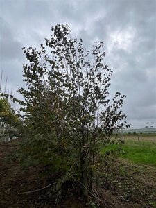 Cercidiphyllum japonicum 175-200 cm draadkluit meerstammig