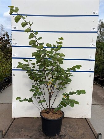 Cercis siliquastrum 125-150 cm cont. 20L meerstammig