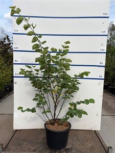 Cercis siliquastrum 125-150 cm cont. 20L meerstammig
