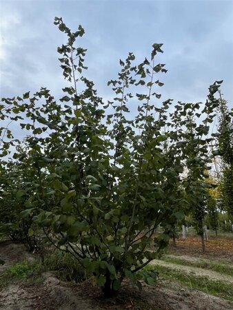 Corylus avellana 300-350 cm draadkluit meerstammig