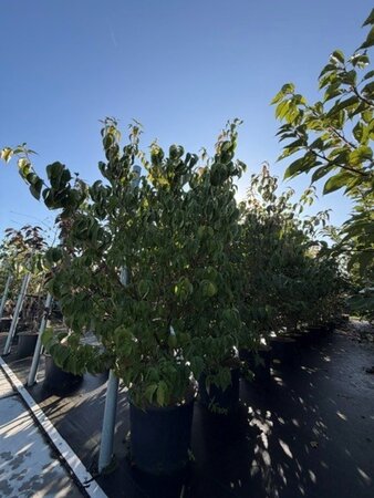 Cornus kousa chinensis 175-200 cm cont. 35L meerstammig