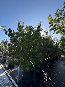 Cornus kousa chinensis 175-200 cm cont. 35L meerstammig