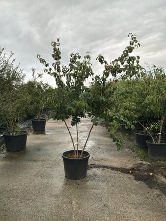 Cornus kousa chinensis 200-225 cm cont. 90L meerstammig