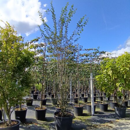 Crataegus media 'Paul's Scarlet' 250-300 cm container meerstammig
