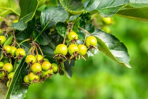 Crataegus persimilis 'Splendens' 250-300 cm draadkluit meerstammig - afbeelding 2