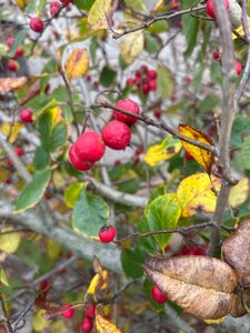 Crataegus persimilis 'Splendens' 250-300 cm draadkluit meerstammig - afbeelding 4