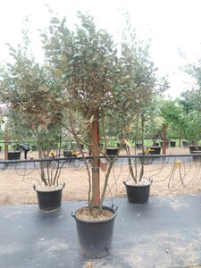 Elaeagnus ebbingei 175-200 cm cont. 50L meerstammig