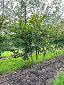 Euonymus alatus 125-150 cm draadkluit meerstammig - afbeelding 1