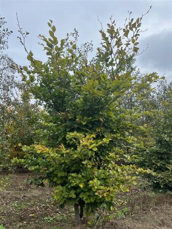 Fagus sylvatica 200-250 cm draadkluit meerstammig