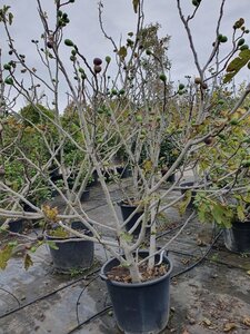 Ficus carica 200-250 cm container meerstammig - afbeelding 11