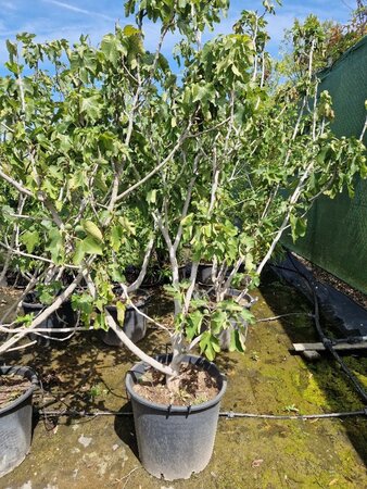 Ficus carica 200-250 cm container meerstammig - afbeelding 10
