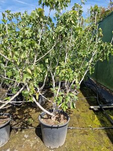Ficus carica 200-250 cm container meerstammig - afbeelding 10