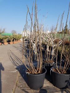 Ficus carica 200-250 cm container meerstammig - afbeelding 9