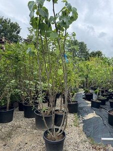 Ficus carica 200-250 cm container meerstammig