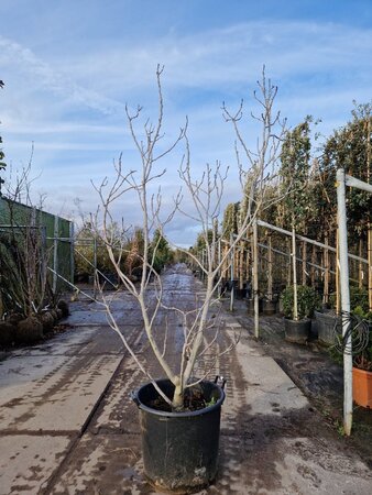 Ficus carica 200-250 cm container meerstammig - afbeelding 8