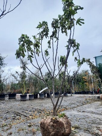 Ficus carica 200-250 cm container meerstammig - afbeelding 7