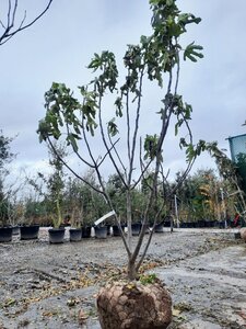 Ficus carica 200-250 cm container meerstammig - afbeelding 7