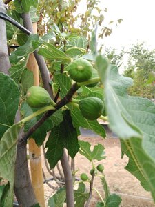 Ficus carica 200-250 cm container meerstammig - afbeelding 14