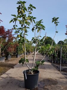 Ficus carica 200-250 cm container meerstammig - afbeelding 6