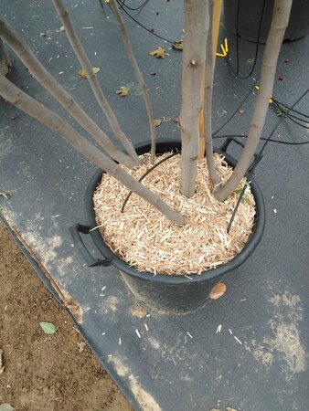 Ficus carica 200-250 cm container meerstammig - afbeelding 13