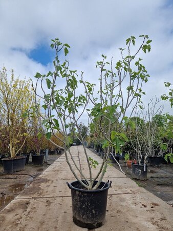 Ficus carica 200-250 cm container meerstammig - afbeelding 5