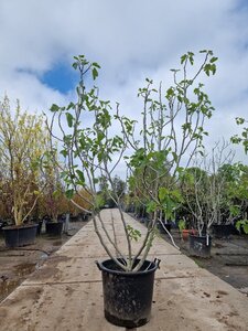 Ficus carica 200-250 cm container meerstammig - afbeelding 5