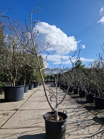 Ficus carica 200-250 cm container meerstammig - afbeelding 4