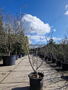 Ficus carica 200-250 cm container meerstammig - afbeelding 4