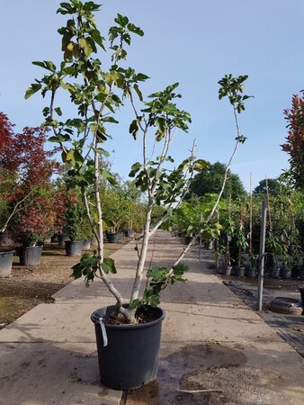 Ficus carica 200-250 cm container meerstammig - afbeelding 3