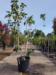 Ficus carica 200-250 cm container meerstammig - afbeelding 3