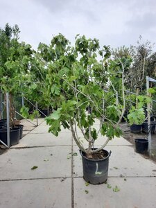 Ficus carica 200-250 cm container meerstammig - afbeelding 2