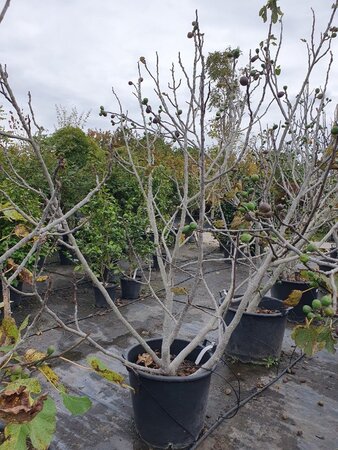 Ficus carica 200-250 cm container meerstammig - afbeelding 15