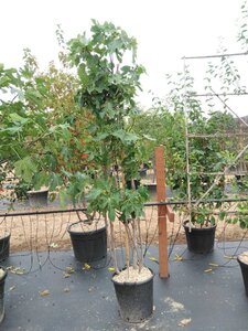 Ficus carica 200-250 cm container meerstammig - afbeelding 12