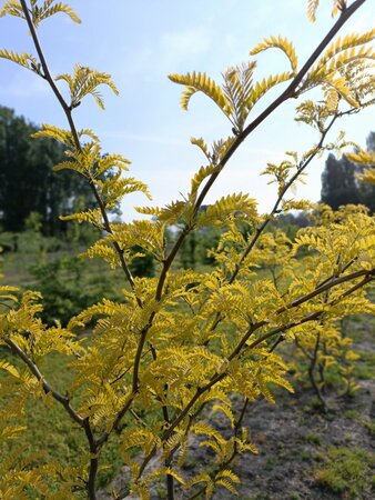 Gleditsia triac. 'Sunburst' 200-250 cm draadkluit meerstammig - afbeelding 1