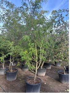 Gleditsia triac. 'Sunburst' 350-400 cm cont. 130L meerstammig