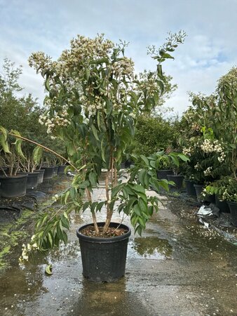 Heptacodium miconioides 150-175 cm cont. 45L meerstammig - afbeelding 1