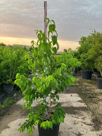 Heptacodium miconioides 150-175 cm cont. 45L meerstammig