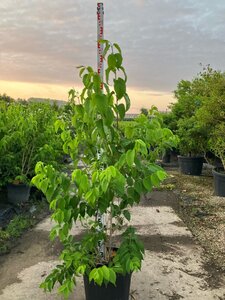 Heptacodium miconioides 150-175 cm cont. 45L meerstammig